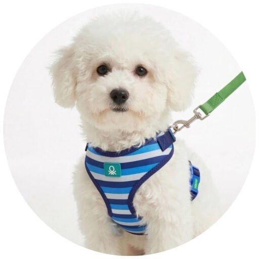 Leash & Collar