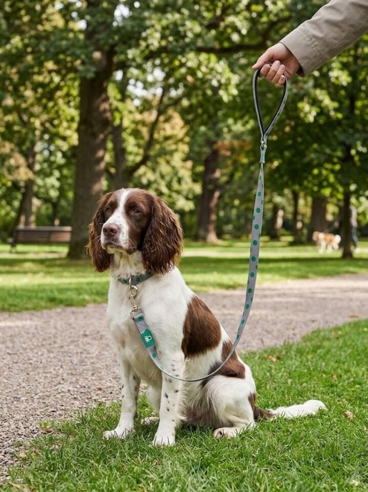 Net Leash, Polka Dot, Grey