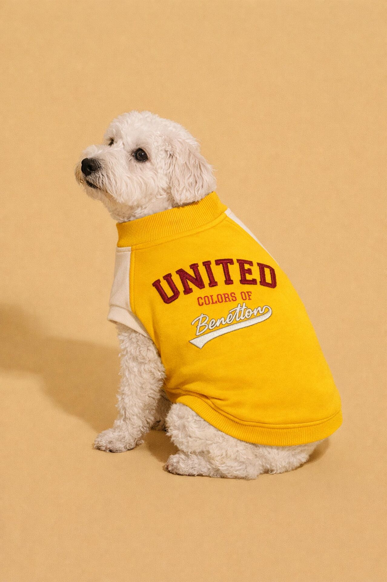 PET Sweatshirt Yellow