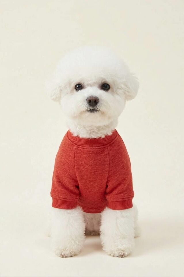 PET Sweatshirt Kırmızı