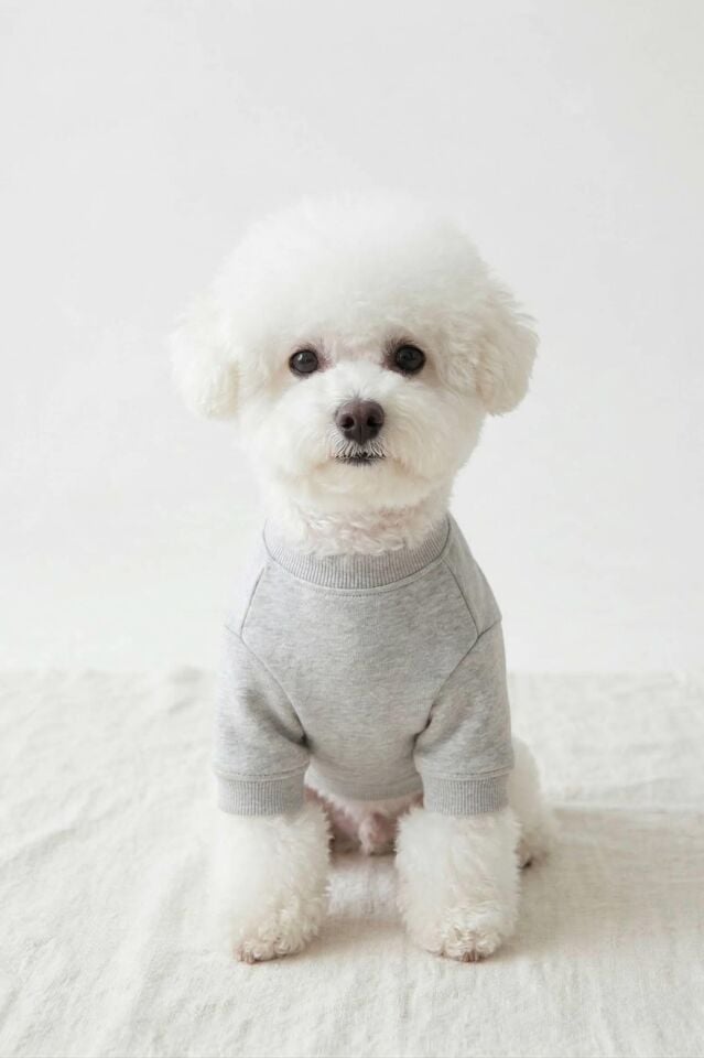 PET Sweatshirt Light Gray