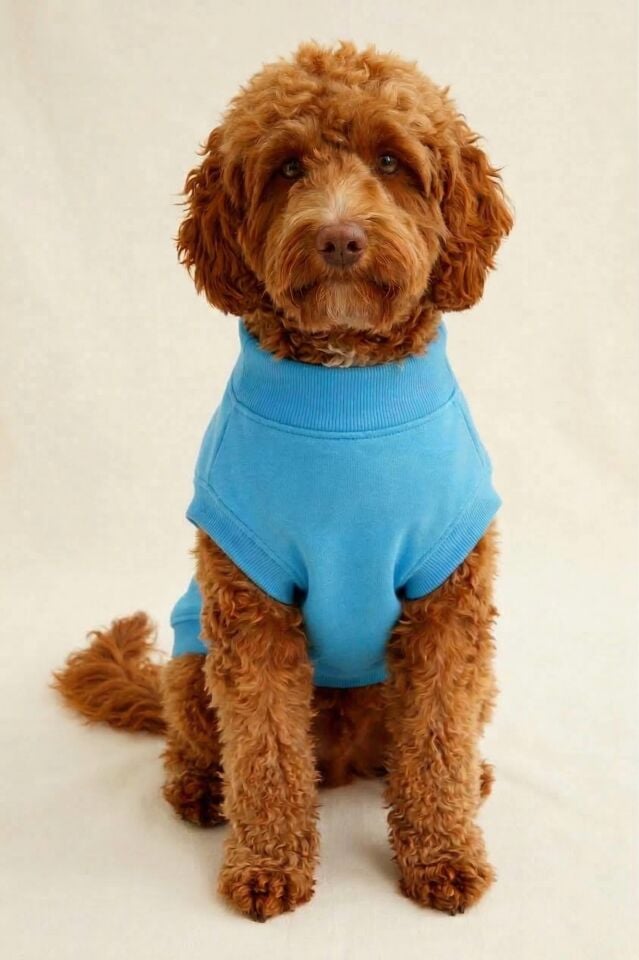 PET Sweatshirt Turkuaz