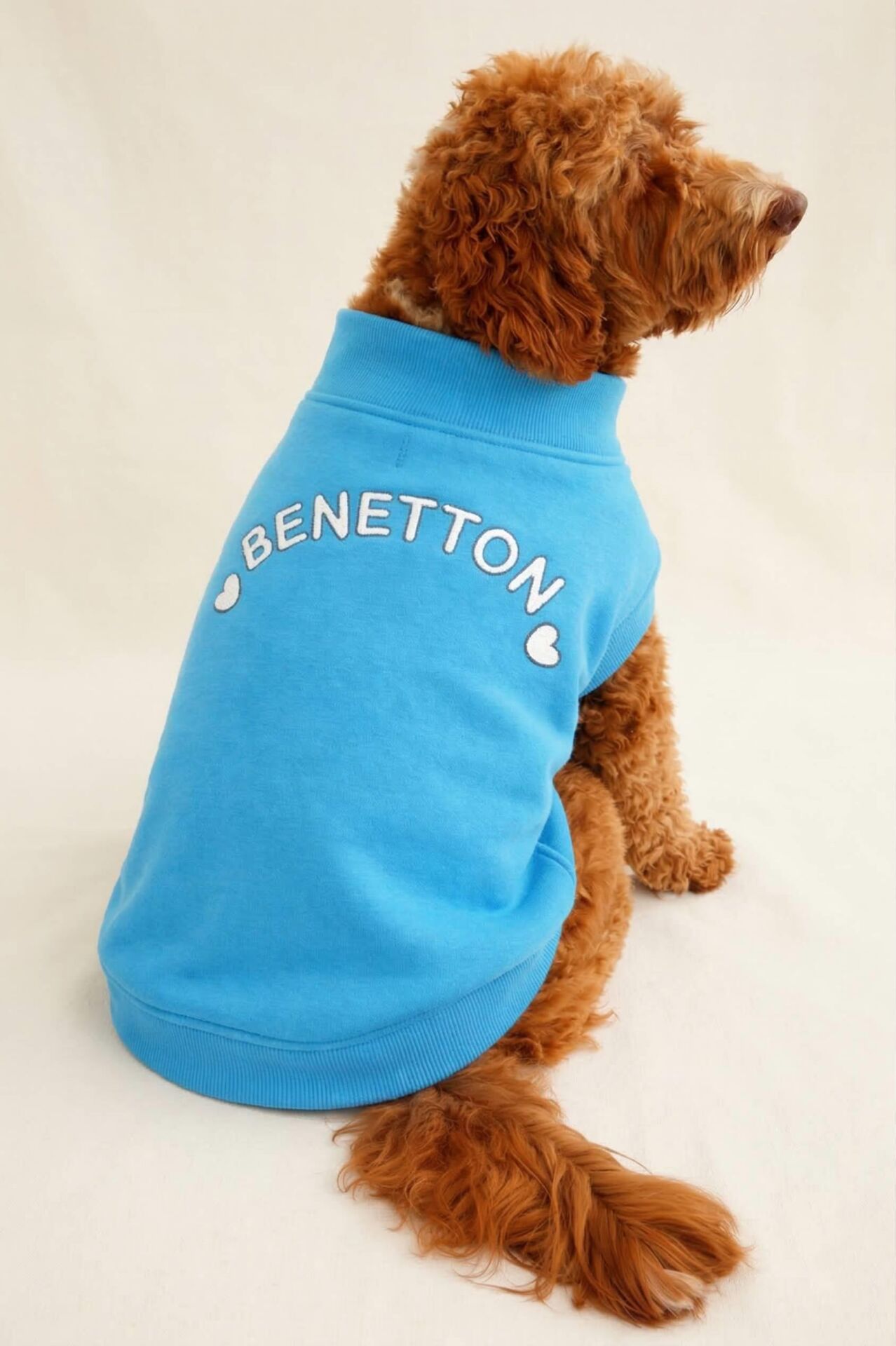 PET Sweatshirt Turquoise