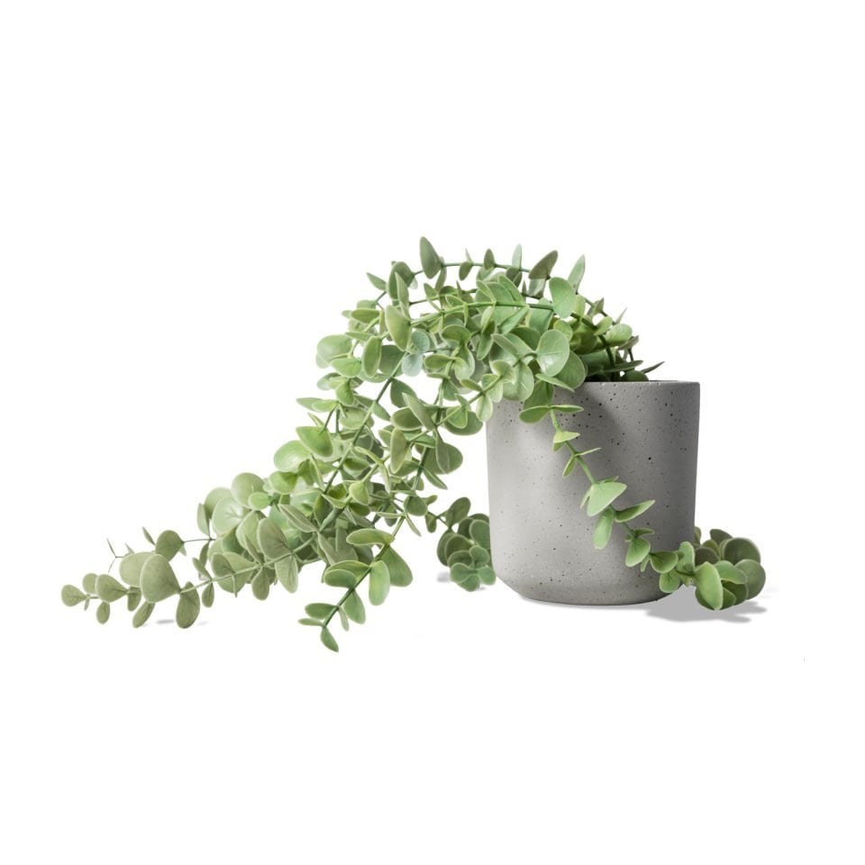 Betkit Pot