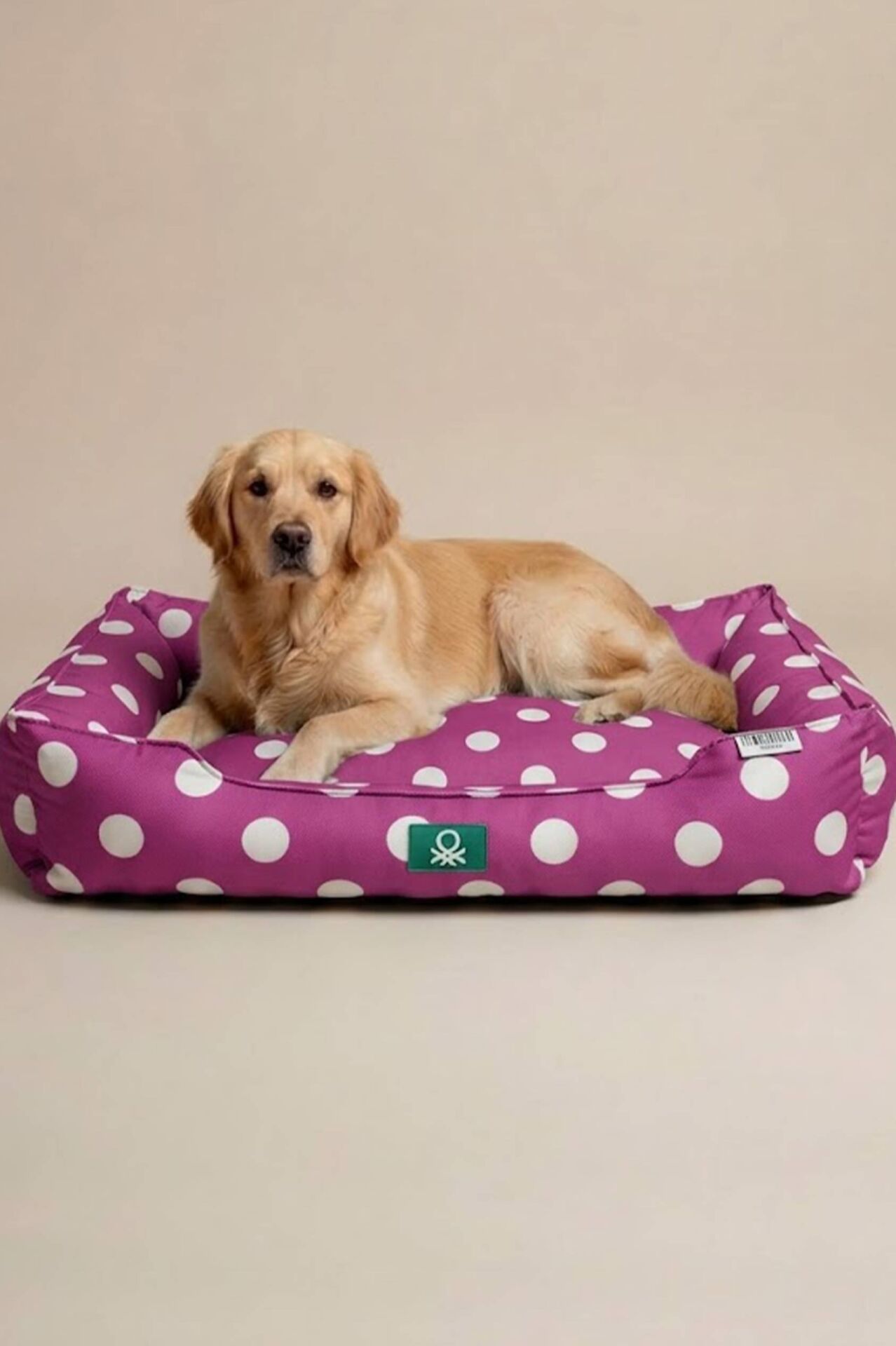 PetBed Puantiyeli Mor